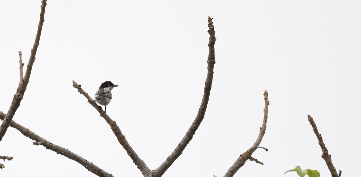 Northern Puffback - ML649038865