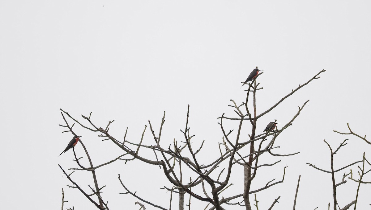 Rosy Bee-eater - ML649038875