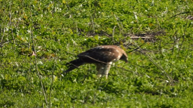 káně rudochvostá - ML649038877