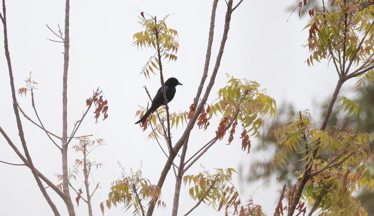 Fork-tailed Drongo (Glossy-backed) - ML649038878