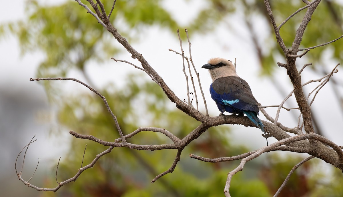 Blue-bellied Roller - ML649038894