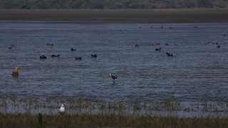 Nibela Floodplains, Kwazulu-Natal, South Africa - eBird Hotspot
