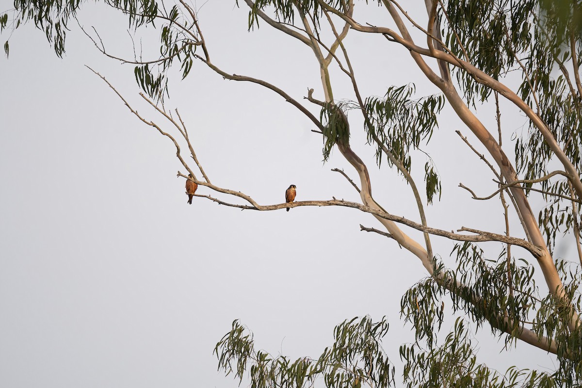 African Hobby - ML649039228