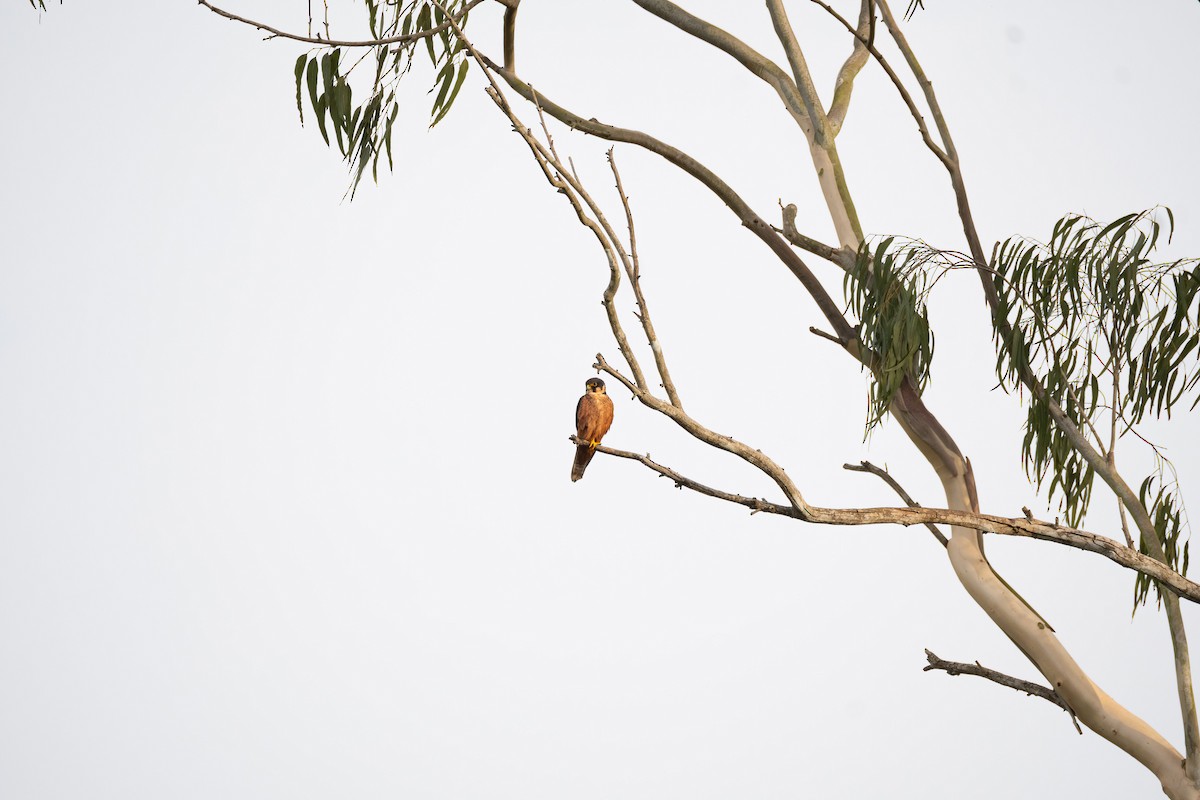 African Hobby - ML649039231