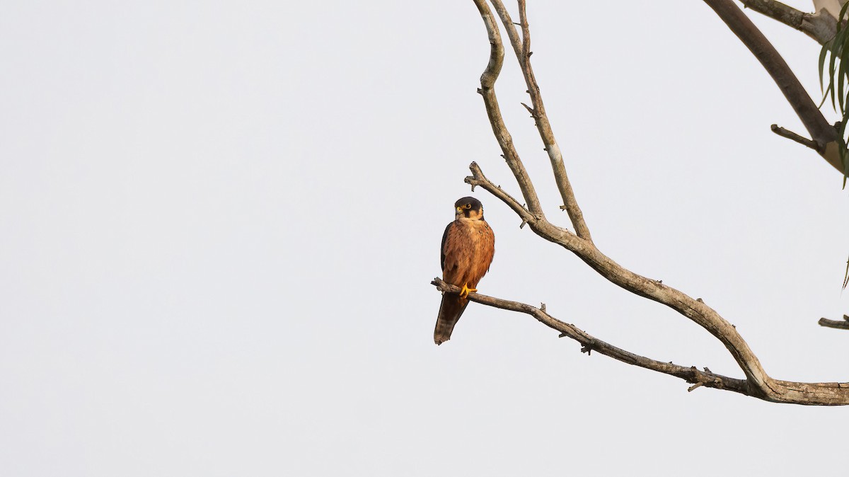 African Hobby - ML649039238