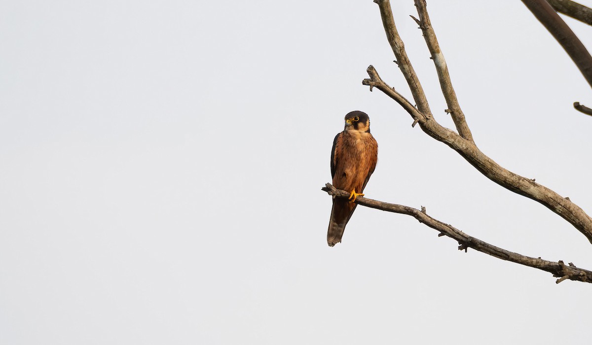 African Hobby - ML649039240