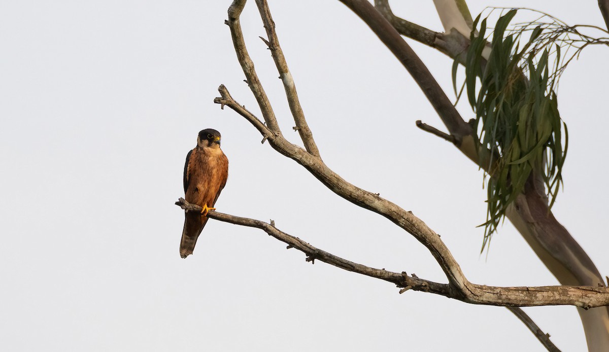 African Hobby - ML649039245