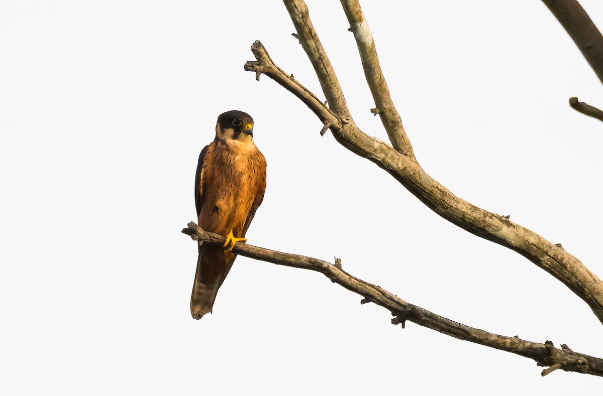 African Hobby - ML649039246