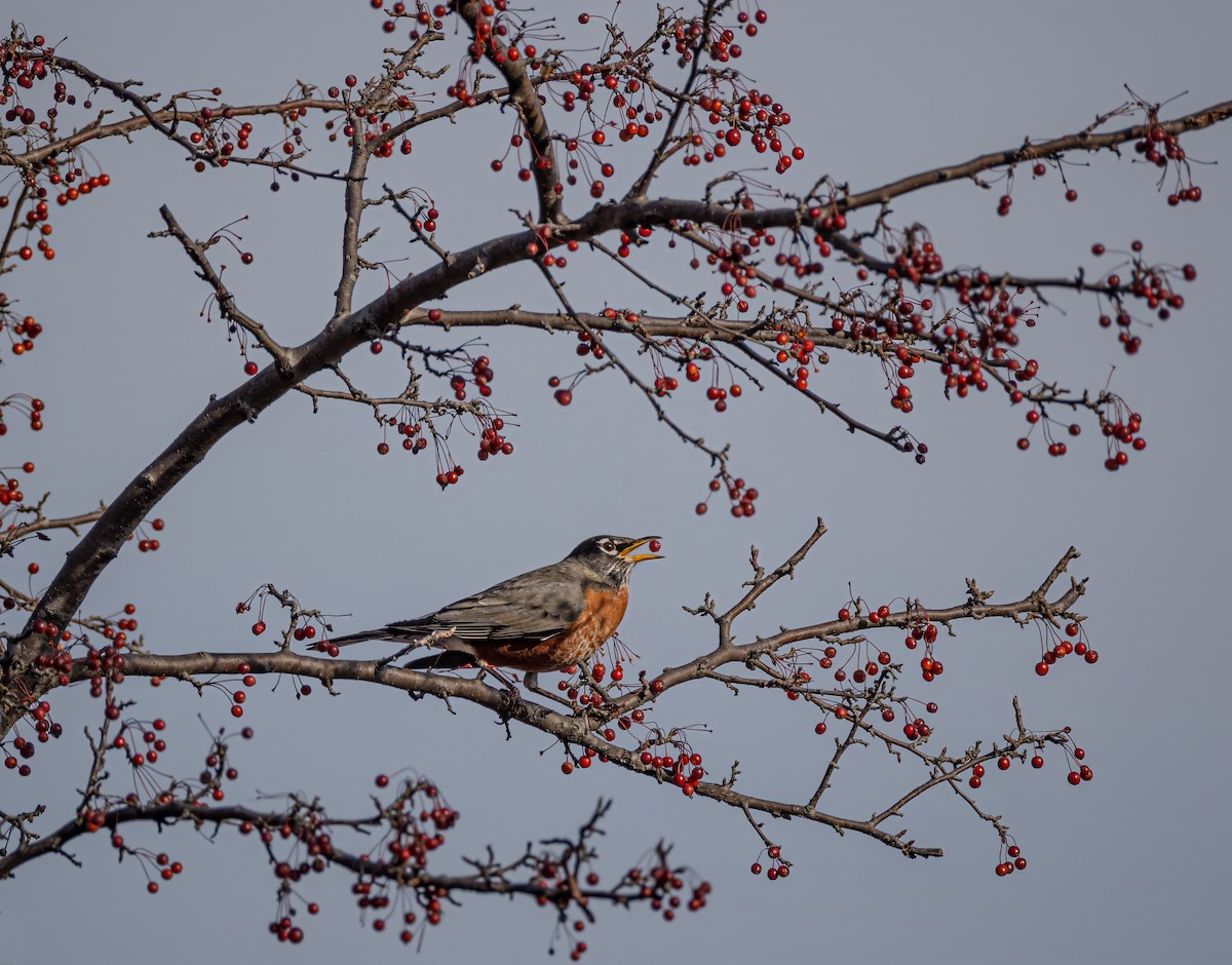 American Robin - ML649039584