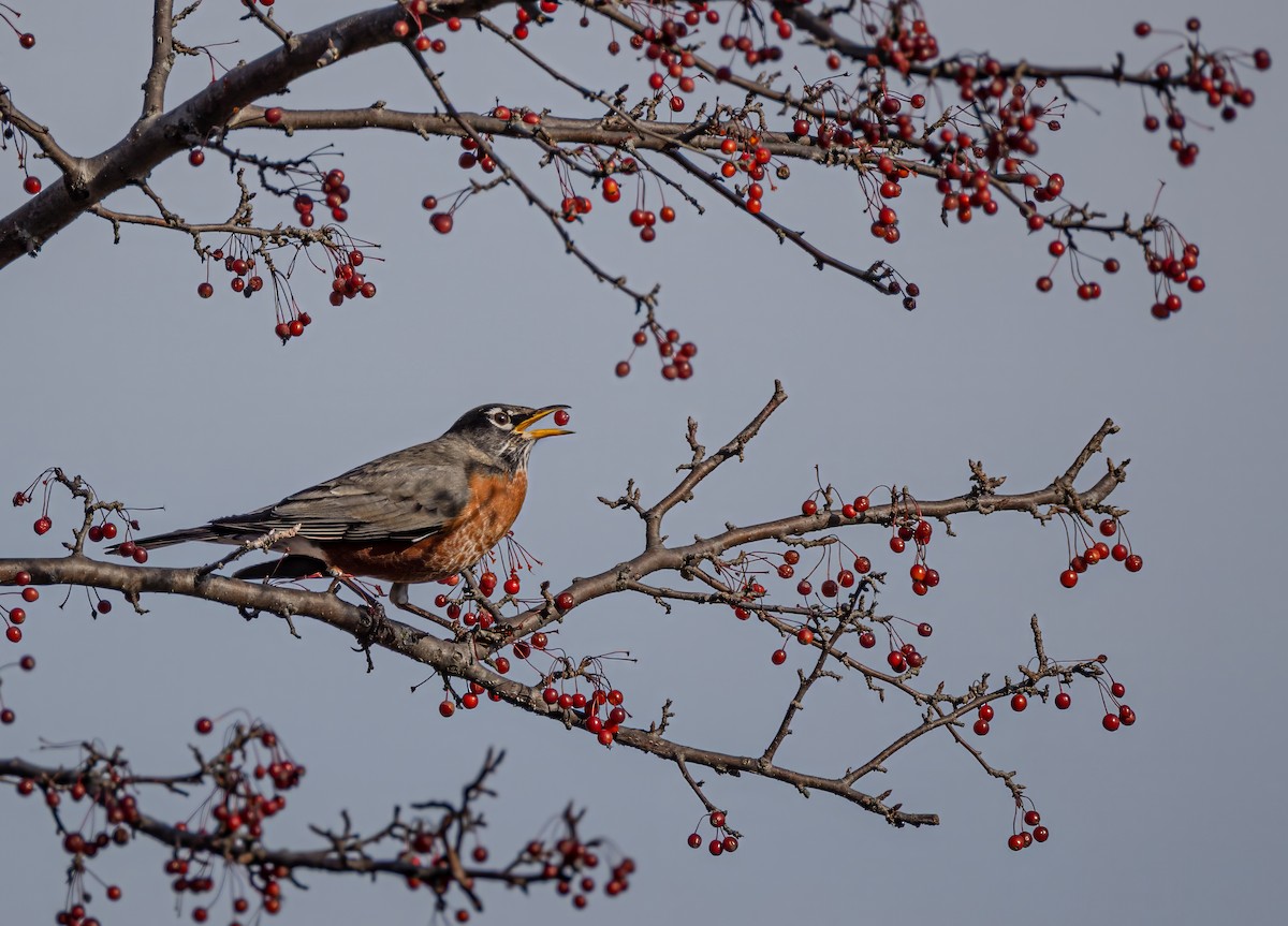 American Robin - ML649039611