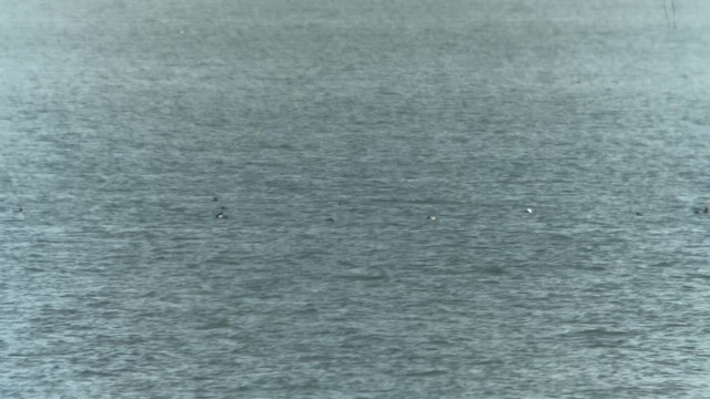 Izotz-ahatea - ML649039885