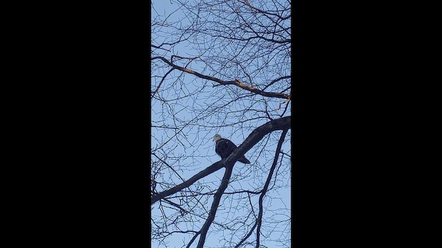 Itsas arrano buruzuria - ML649039926