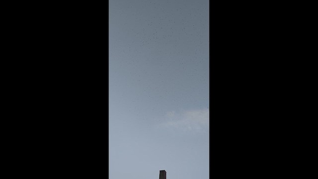 Vaux's Swift - ML649040154