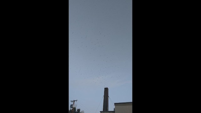 Vaux's Swift - ML649040183