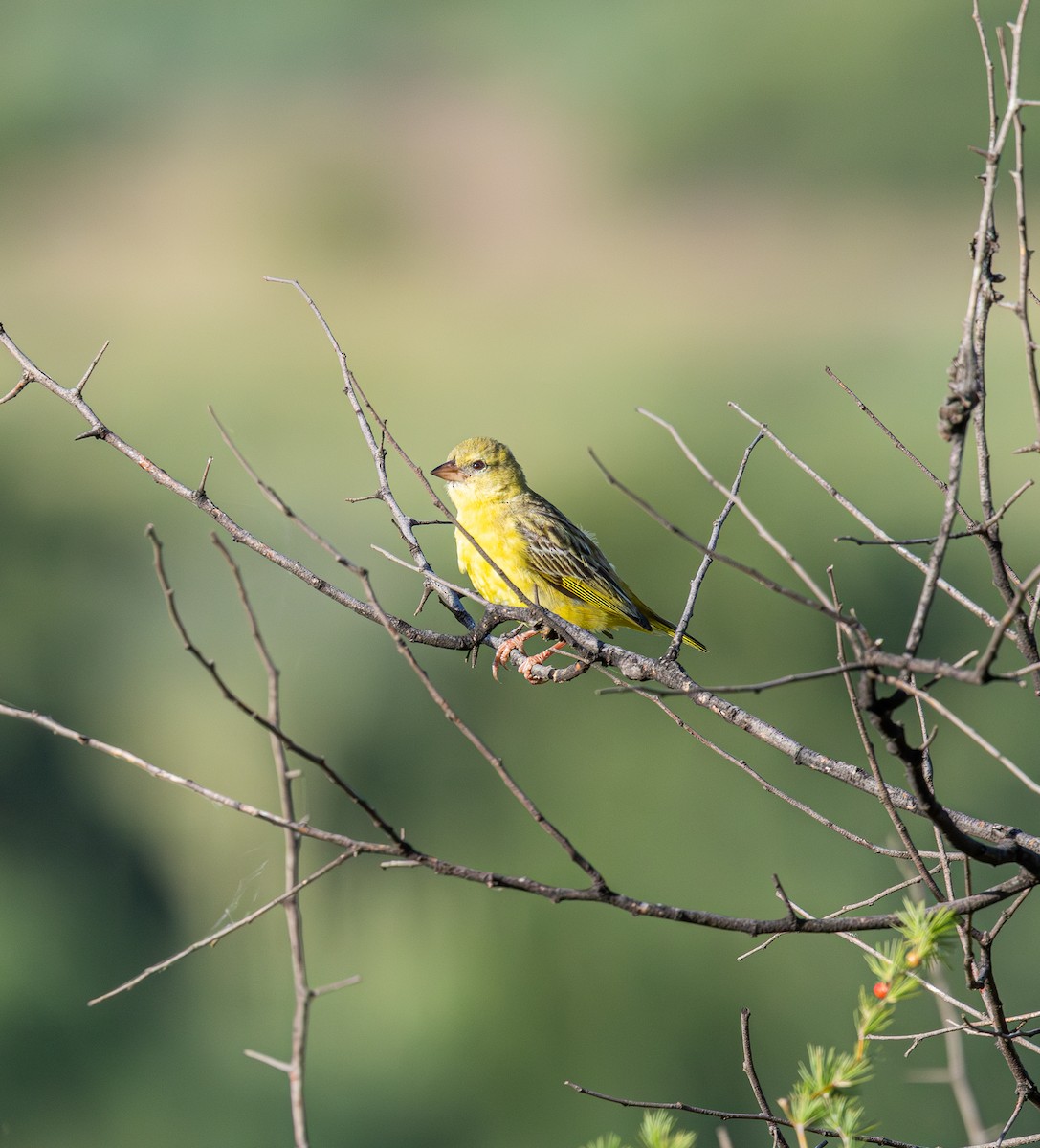 Southern Masked-Weaver - ML649040282