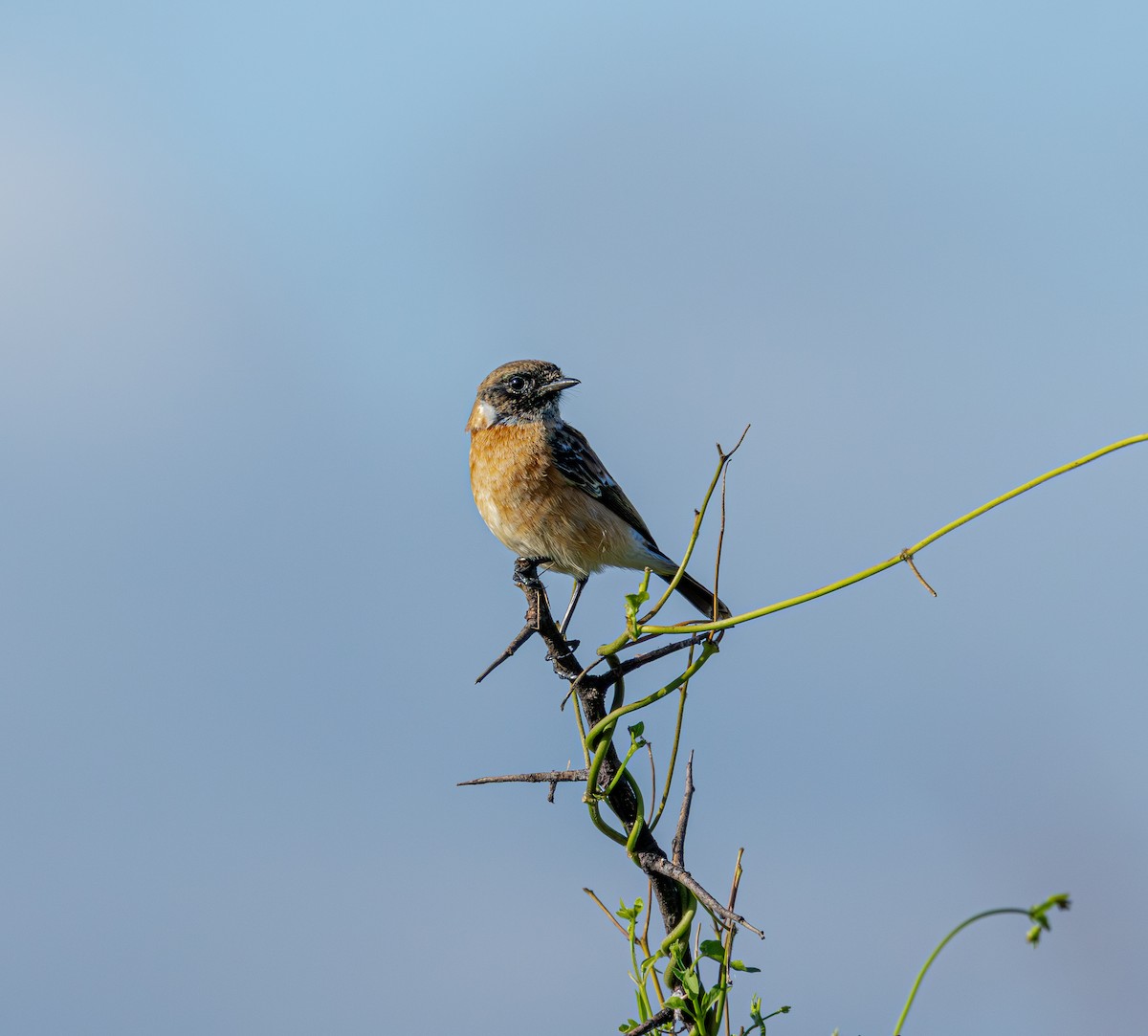 African Stonechat - ML649040298