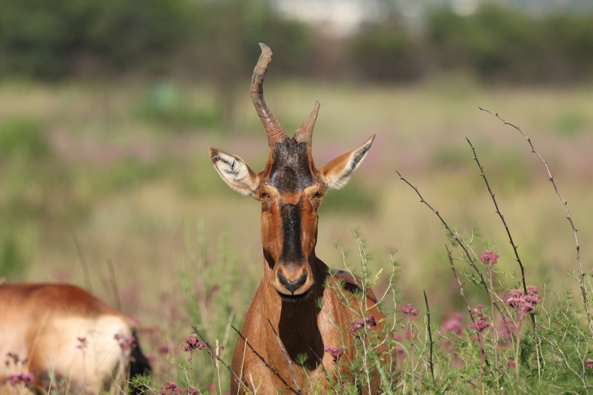 Red Hartebeest - ML649040306