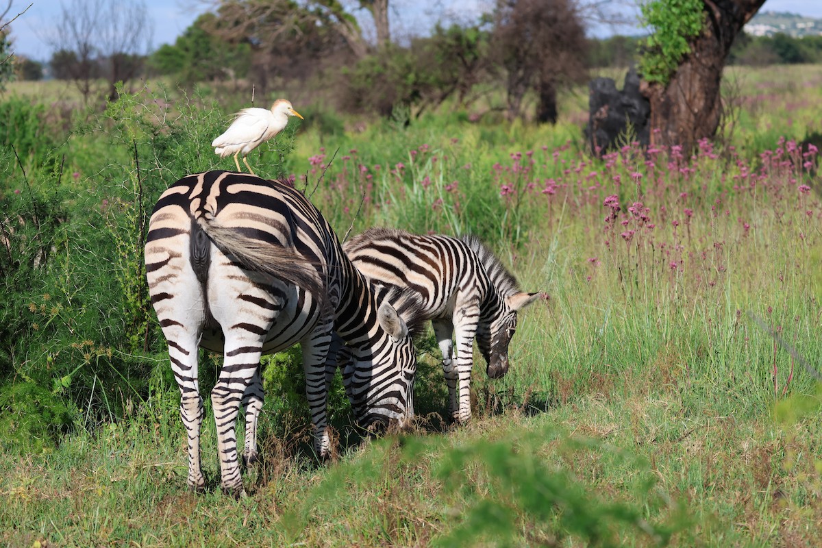 Western Cattle-Egret - ML649040310