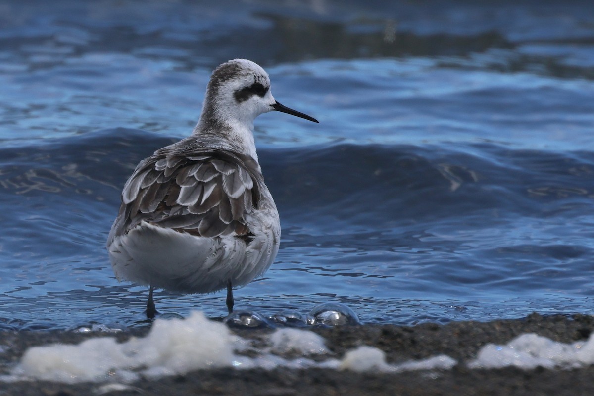 Red-necked Phalarope - ML649040523