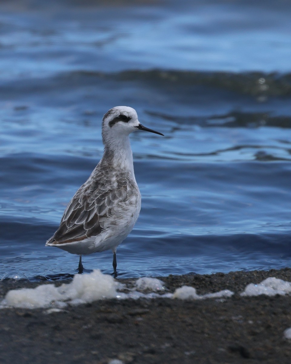 Red-necked Phalarope - ML649040524