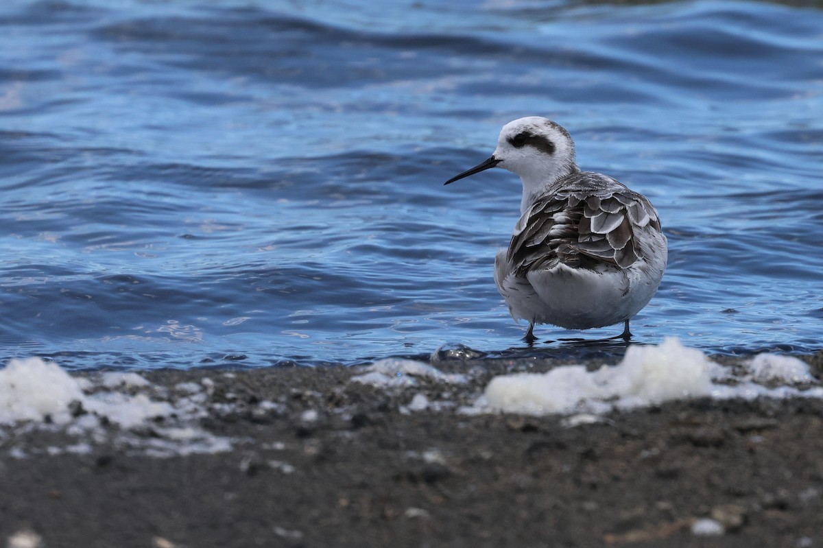 Red-necked Phalarope - ML649040525