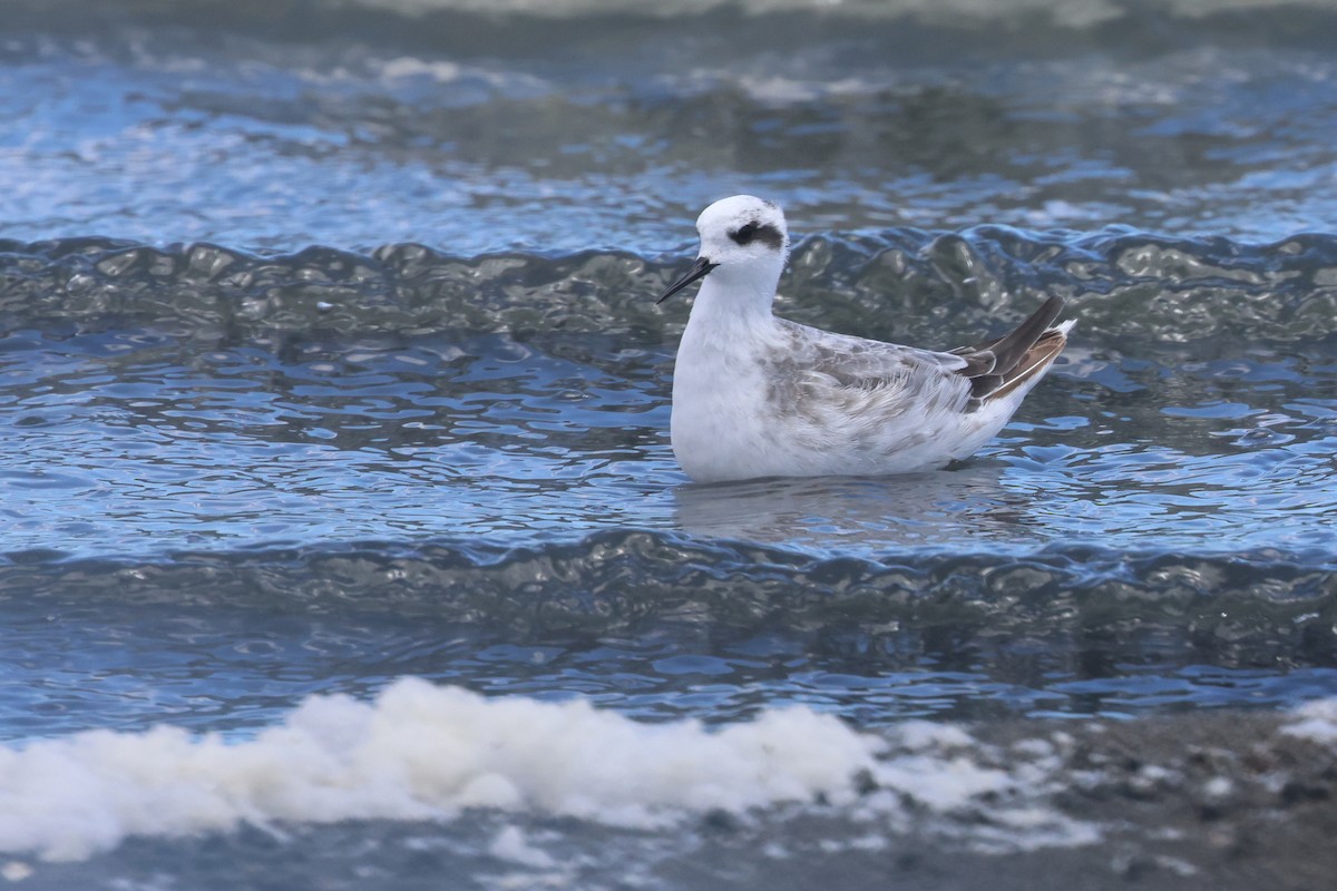 Red-necked Phalarope - ML649040526