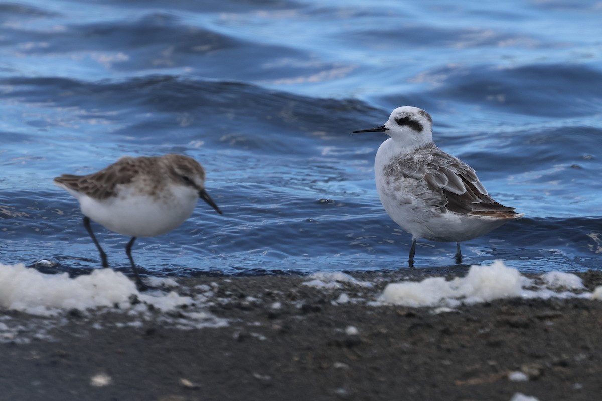 Red-necked Phalarope - ML649040527