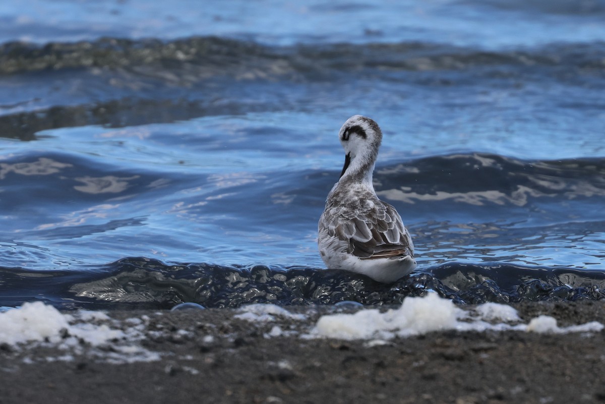 Red-necked Phalarope - ML649040528