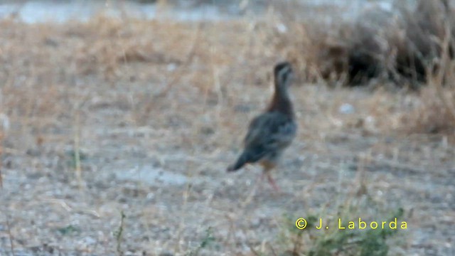 Eper gorria - ML649040557