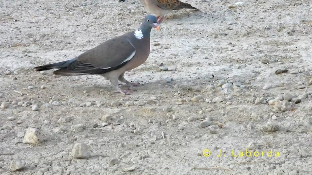 Pagausoa - ML649040560