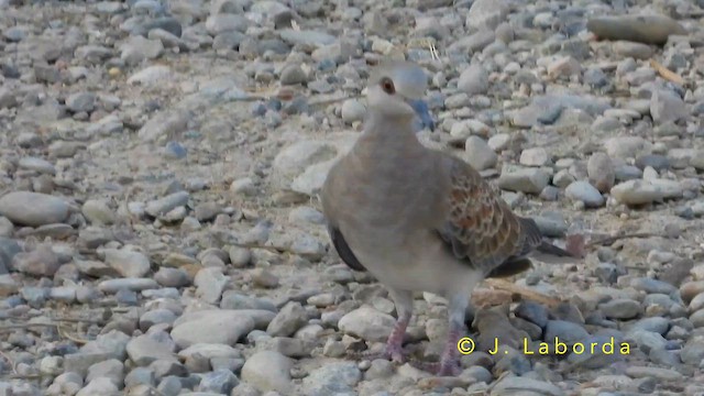 Usapal europarra - ML649040569