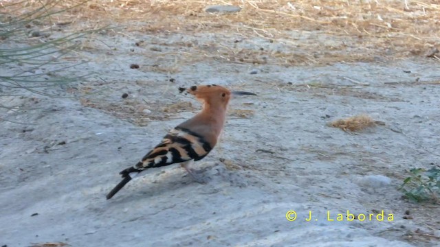 Argi-oilar arrunta - ML649040574