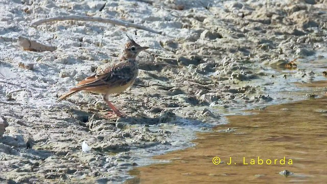 Kutturlio arrunta - ML649040592