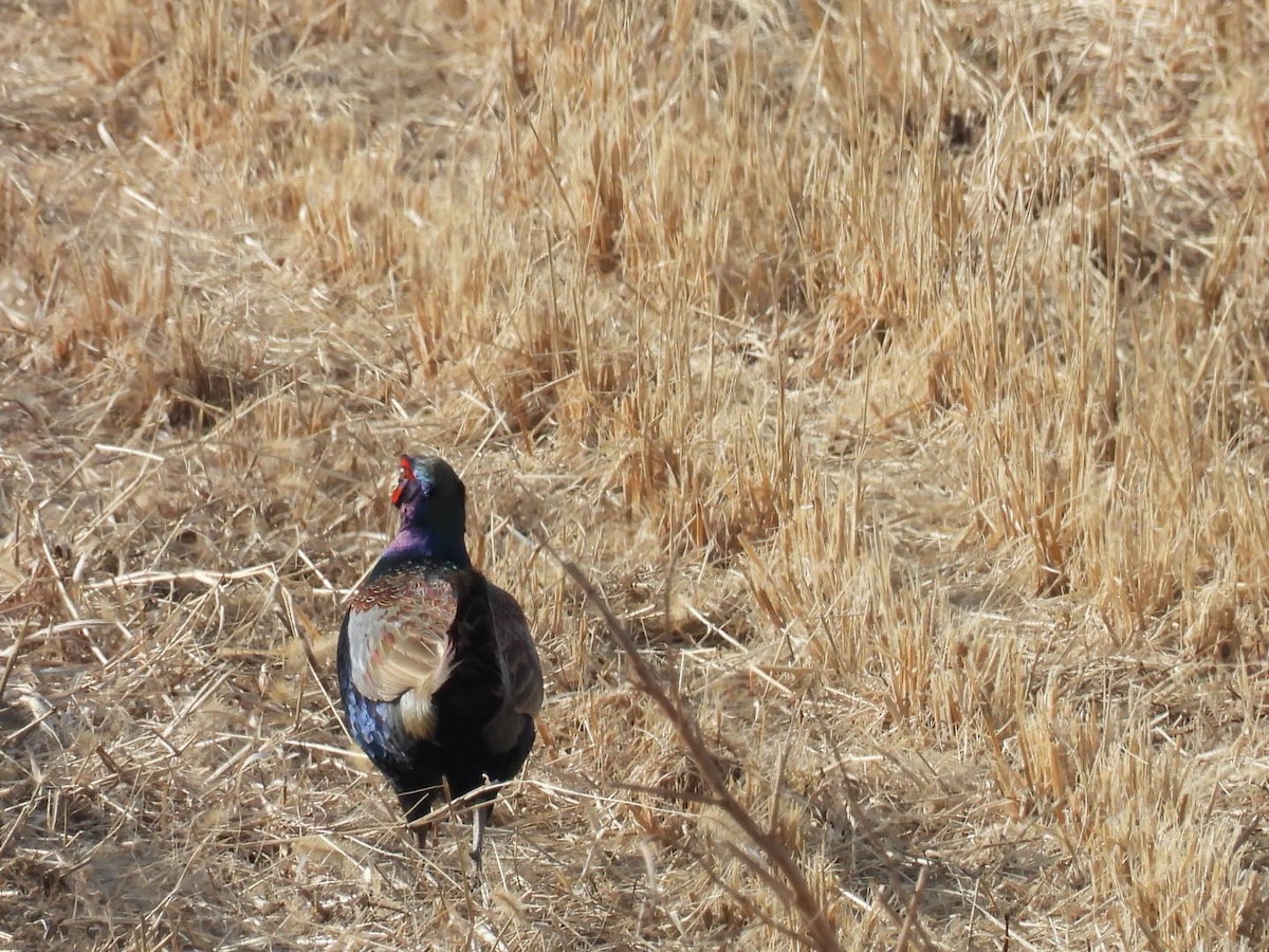 Buntfasan - ML649040630