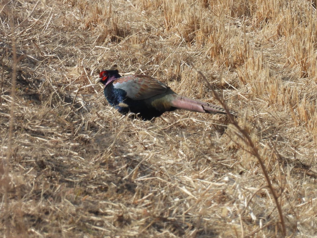 Buntfasan - ML649040631