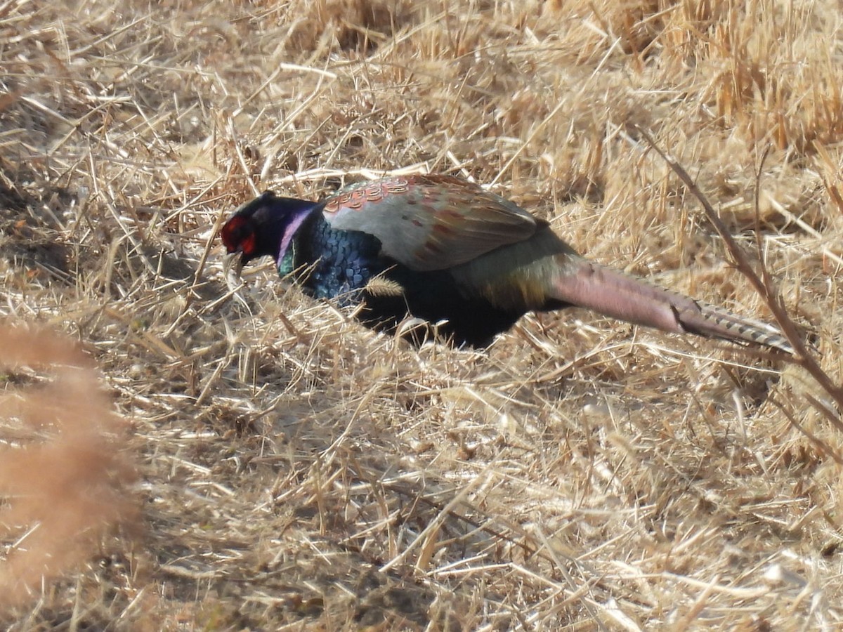 Buntfasan - ML649040632