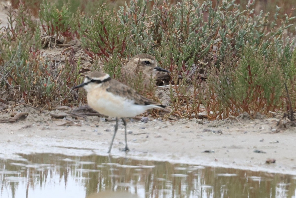 Caspian Plover - ML649040635