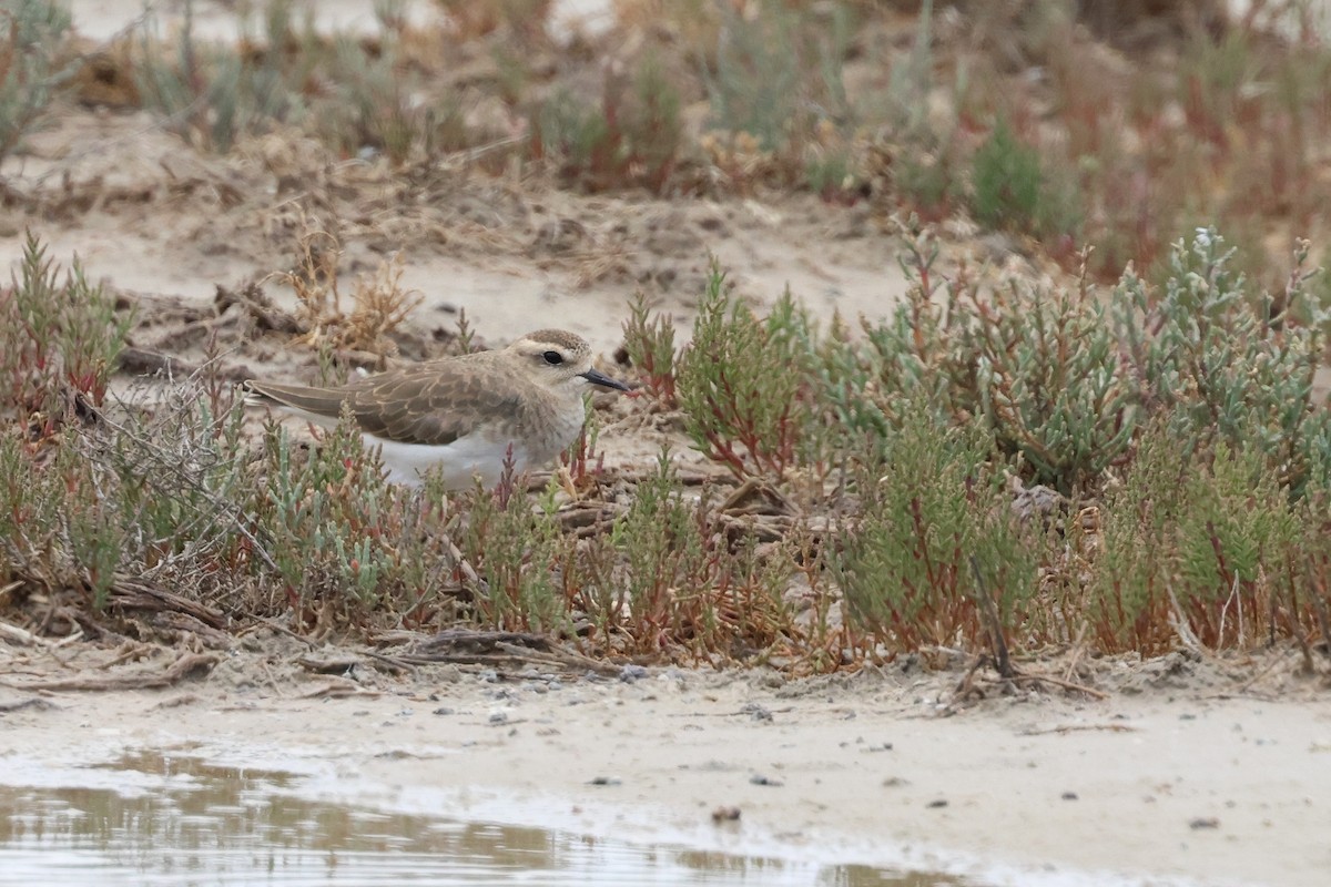 Caspian Plover - ML649040637