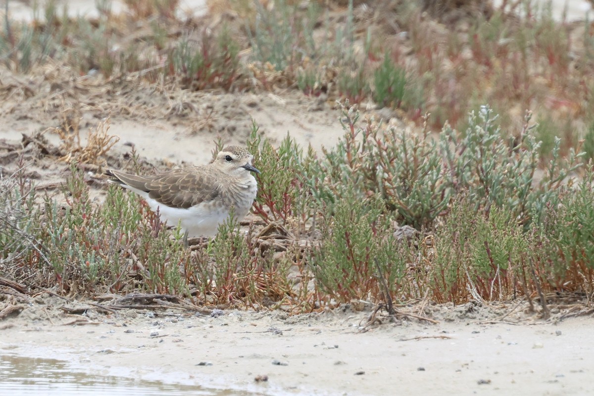 Caspian Plover - ML649040638