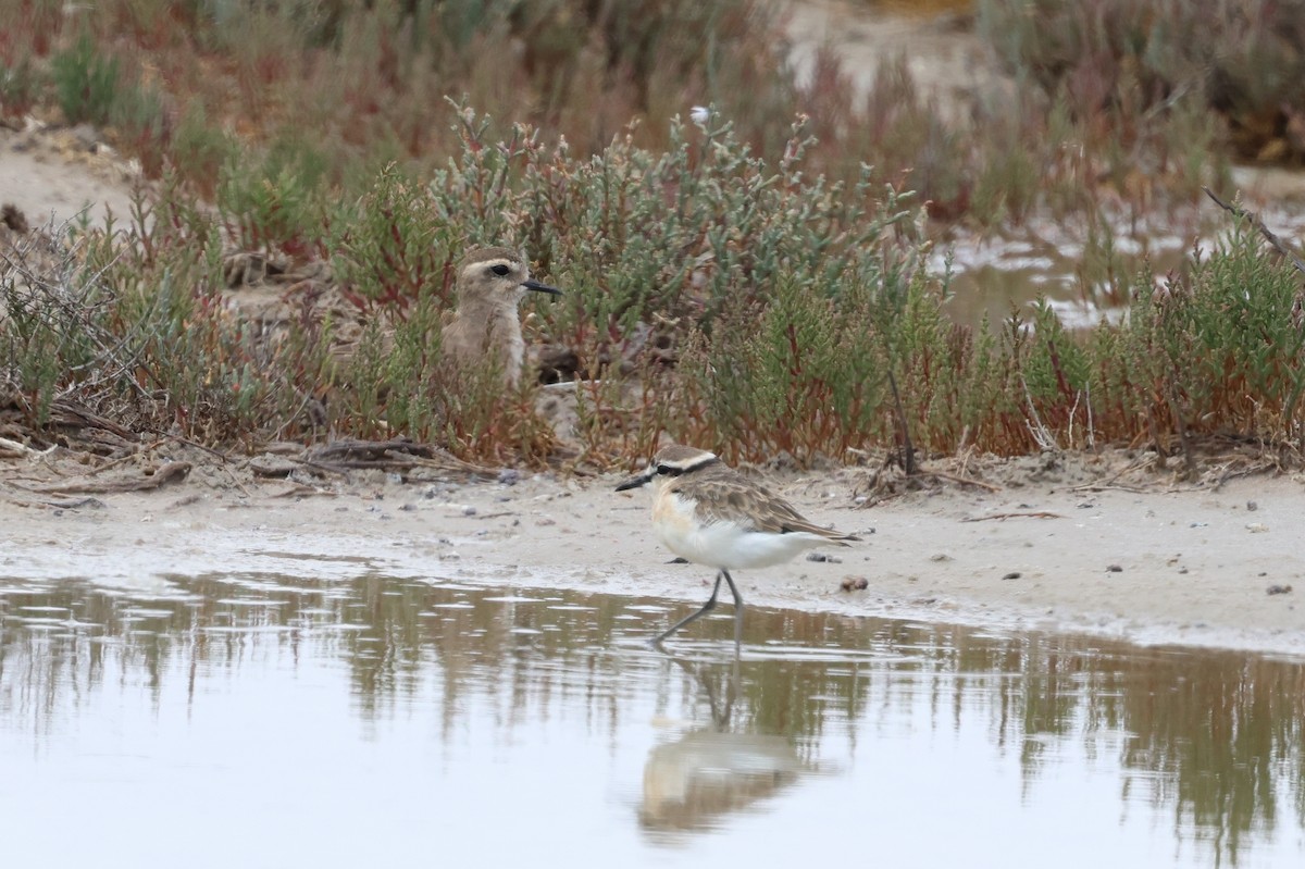 Caspian Plover - ML649040639