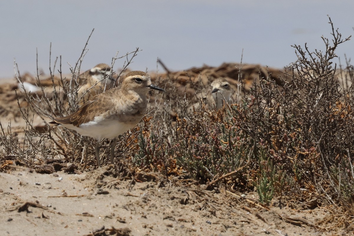 Caspian Plover - ML649040640