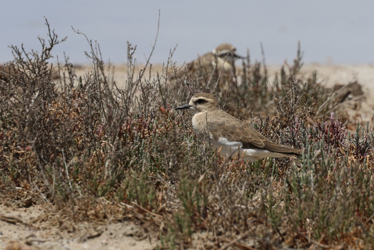 Caspian Plover - ML649040641