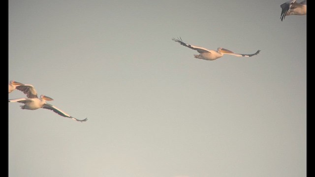 Pelikano zuri eurasiarra - ML649040749