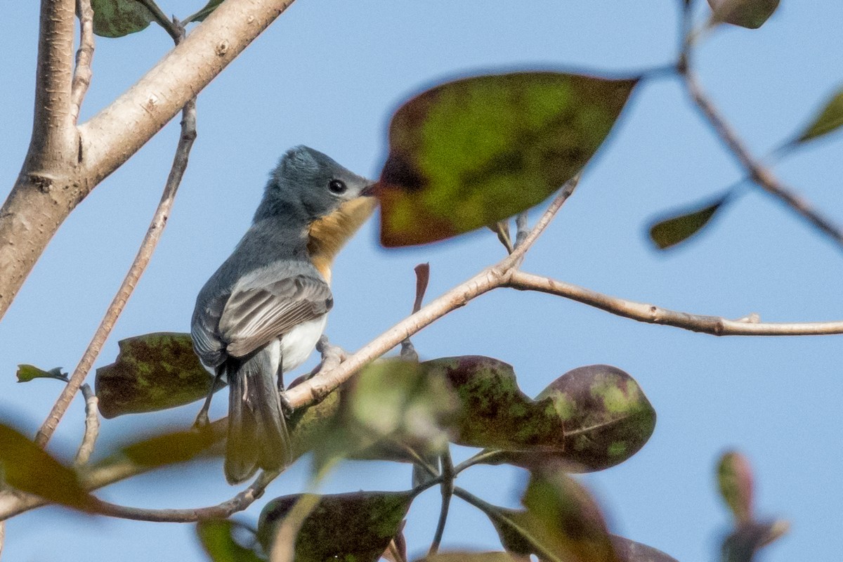 Broad-billed Flycatcher - ML64904081