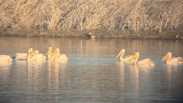 Pelikano zuri eurasiarra - ML649040826