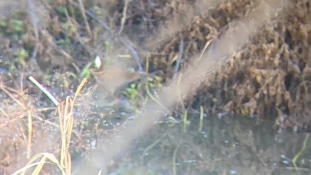 Uroilanda handia - ML649040881