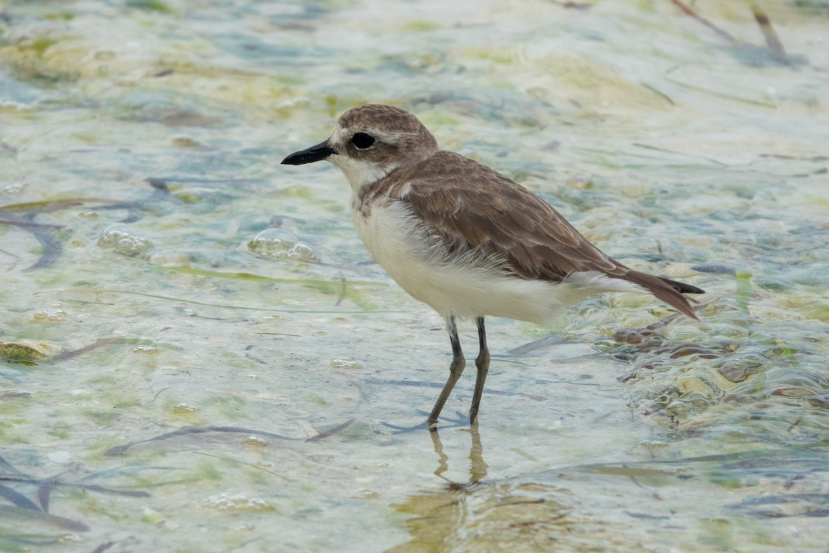 Tibet Cılıbıtı - ML649040945