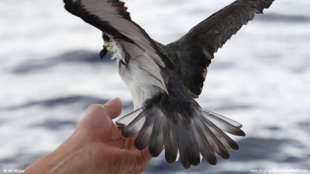 Black-winged Petrel - ML649041074
