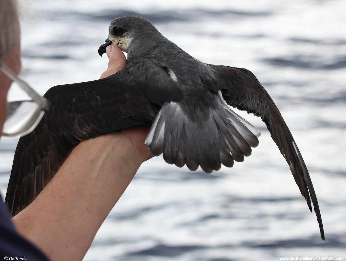 Black-winged Petrel - ML649041075