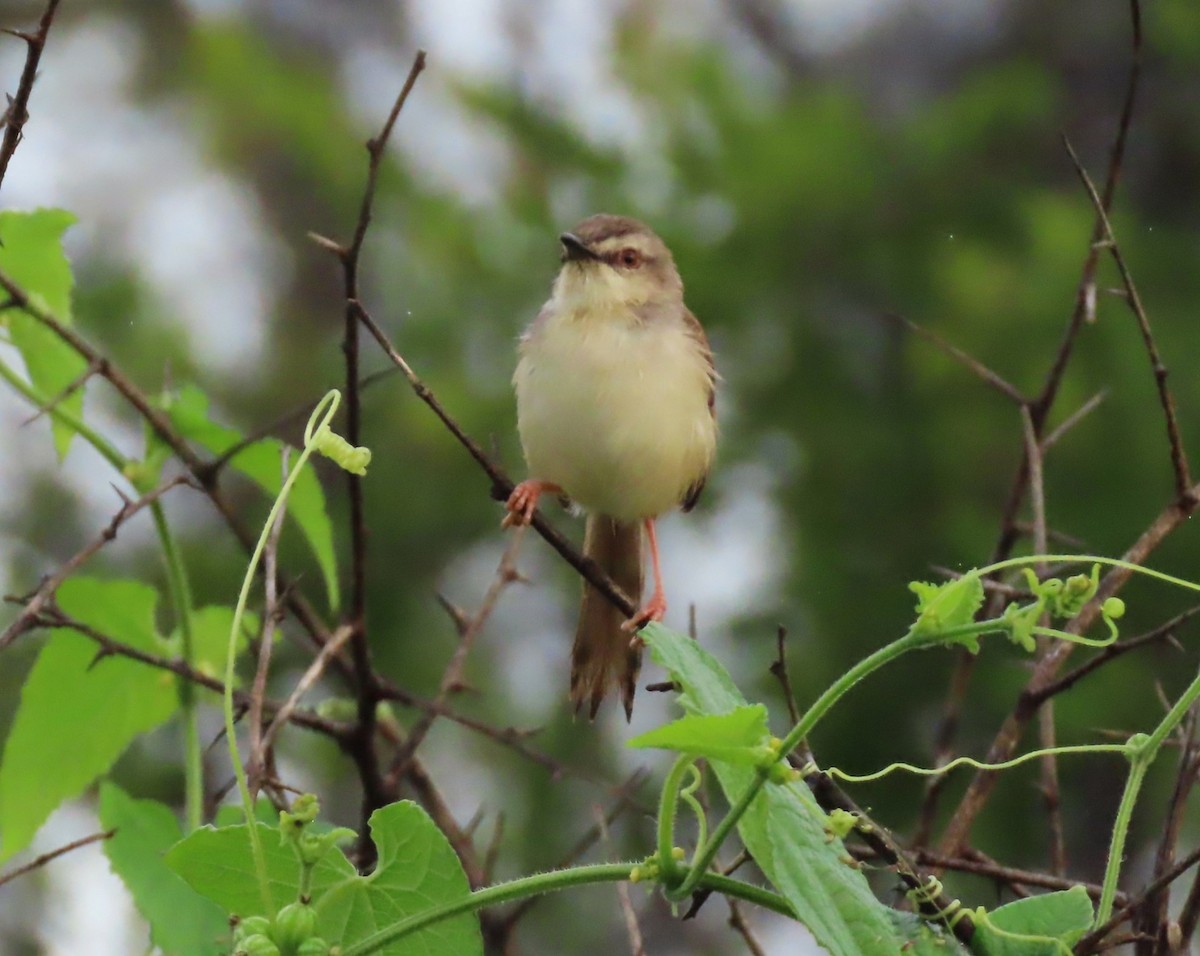 Tawny-flanked Prinia - ML649041263